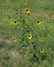 http://www.missouriplants.com/Yellowalt/Helianthus_annuus_species_plant.jpg